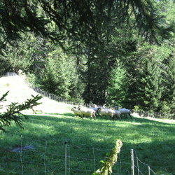 Schafe-und-Ziegen