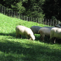Schafe-und-Ziegen-01